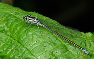 Azure Bluet (Female, Coenagrion puella)